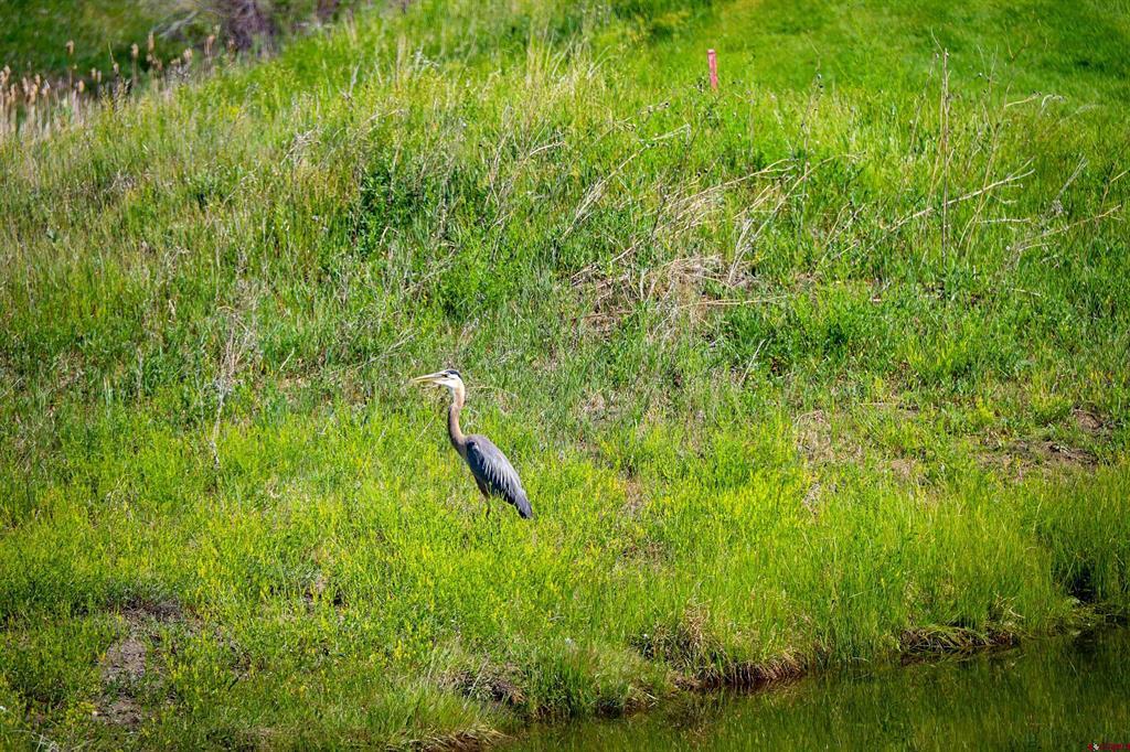 207 Blue Heron Circle Pagosa Springs CO 81147
