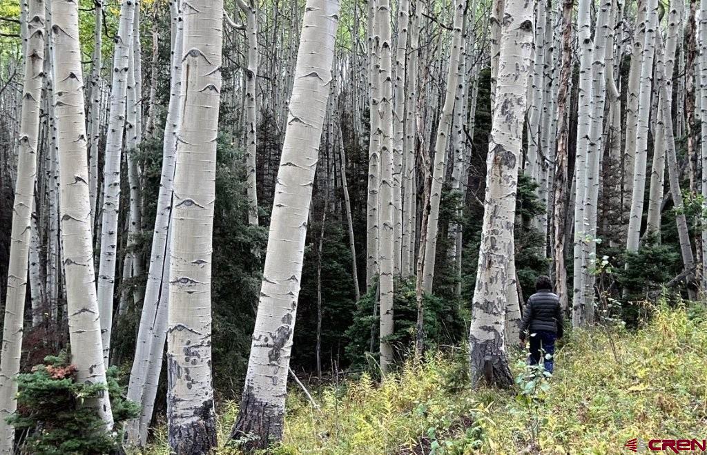 444 Which Way Ridgway CO 81432