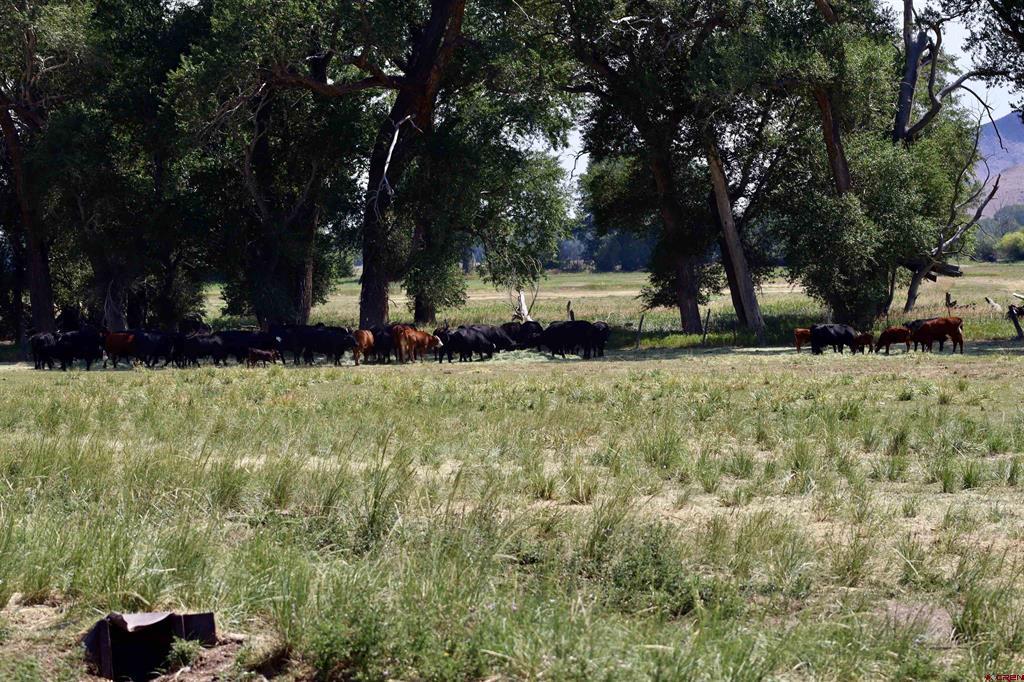 Tbd Co Rd 14 A Del Norte CO 81132