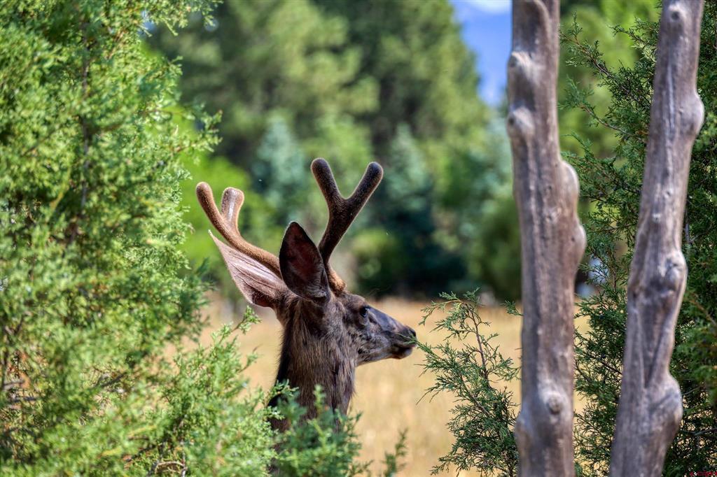 240 Glade Drive Pagosa Springs CO 81147