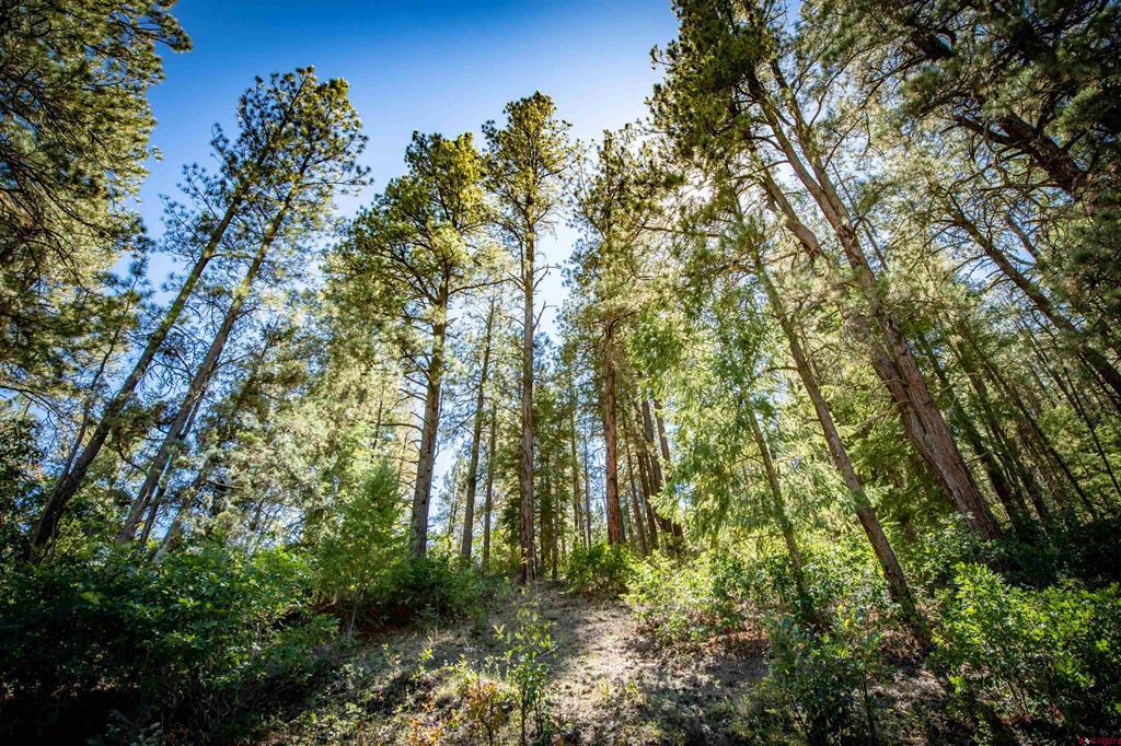 395 County Road 339 Pagosa Springs CO 81147