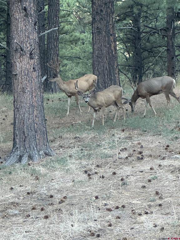 12799 Road 105 Mancos CO 81328