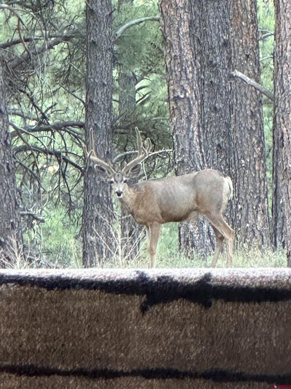 12799 Road 105 Mancos CO 81328