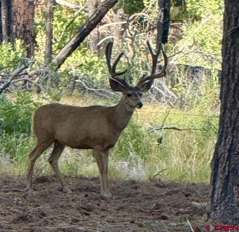 12799 Road 105 Mancos CO 81328