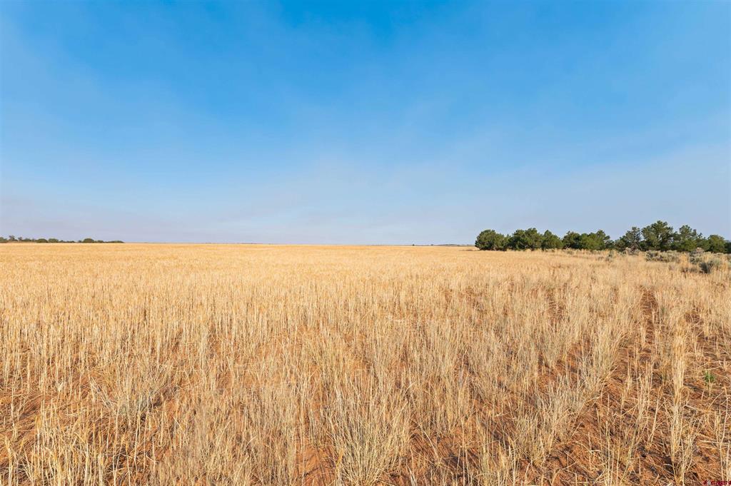 Tbdwp County Road 106 Hesperus CO 81326