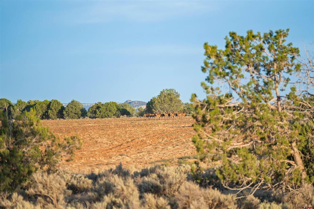 Tbdwp County Road 106 Hesperus CO 81326