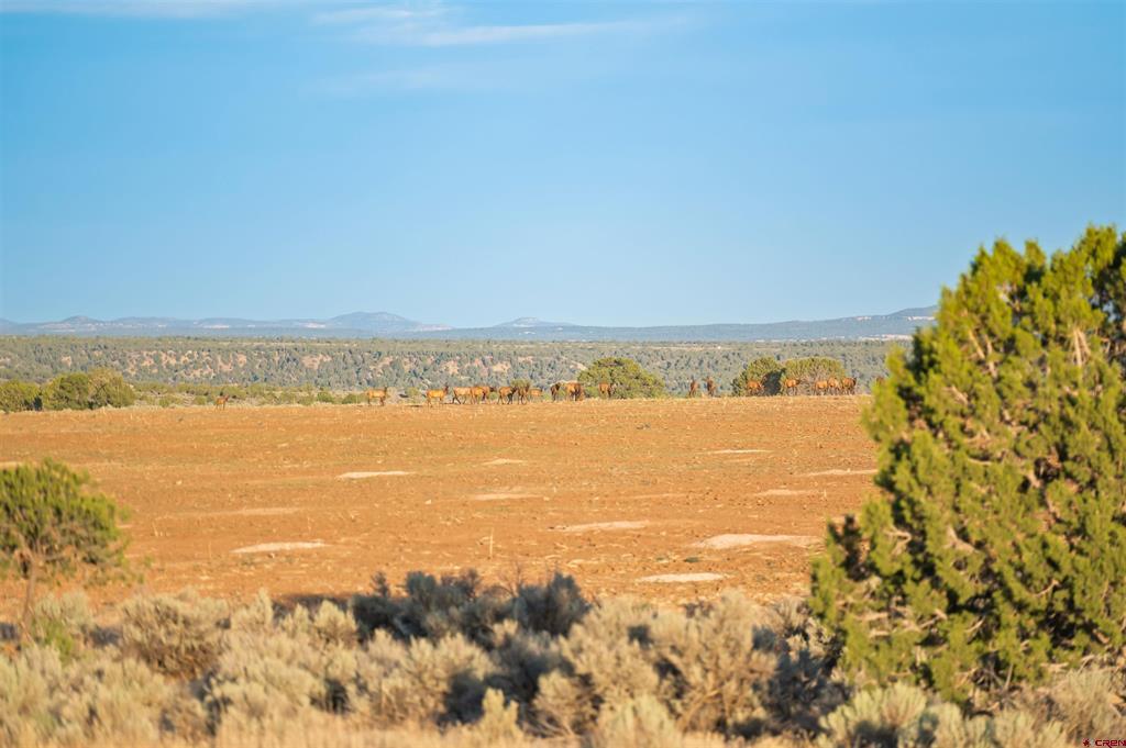 Tbdwp County Road 106 Hesperus CO 81326