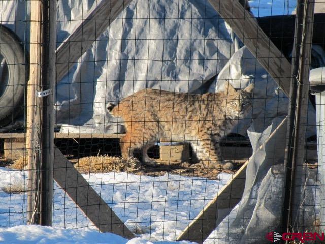 230 Sunrose Lane Montrose CO 81403