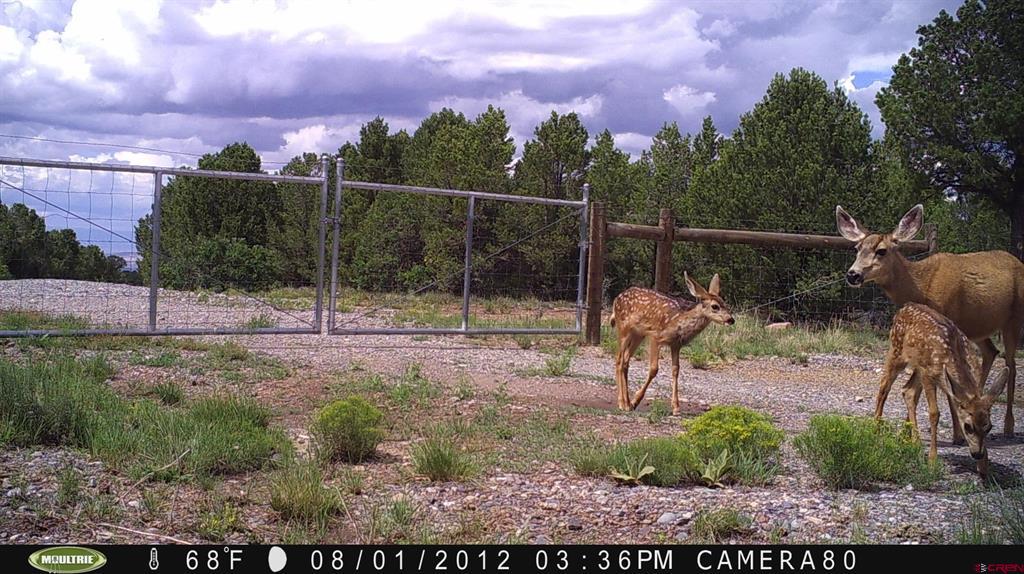 230 Sunrose Lane Montrose CO 81403