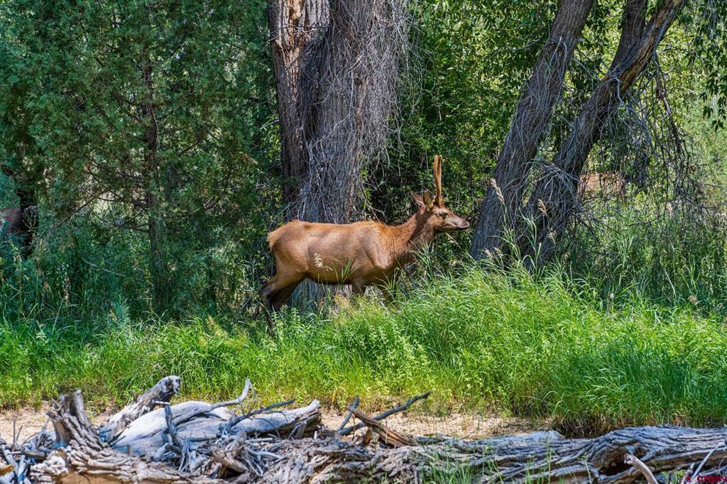 174 White Water Drive Durango CO 81301