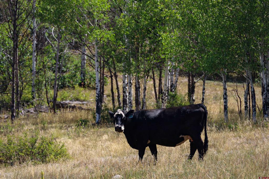 408 Raptor Place Pagosa Springs CO 81147