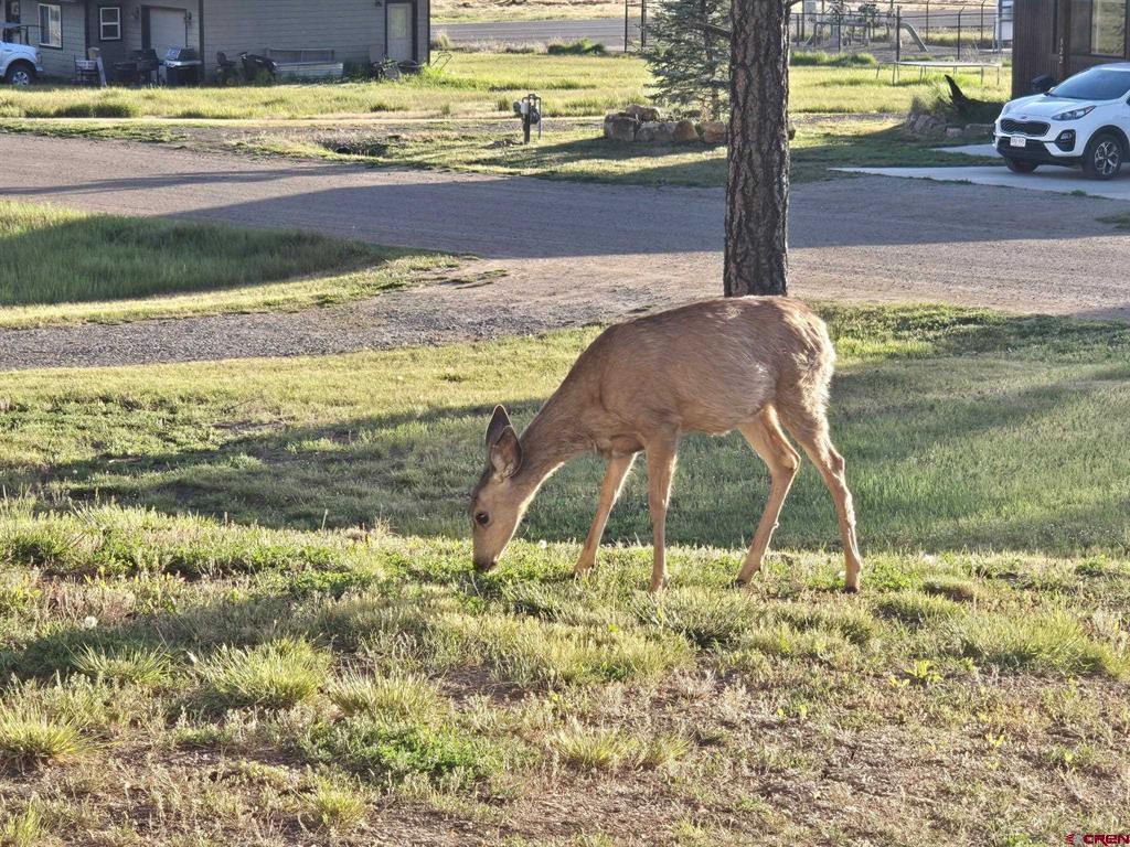 543 Midiron Avenue Pagosa Springs CO 81147