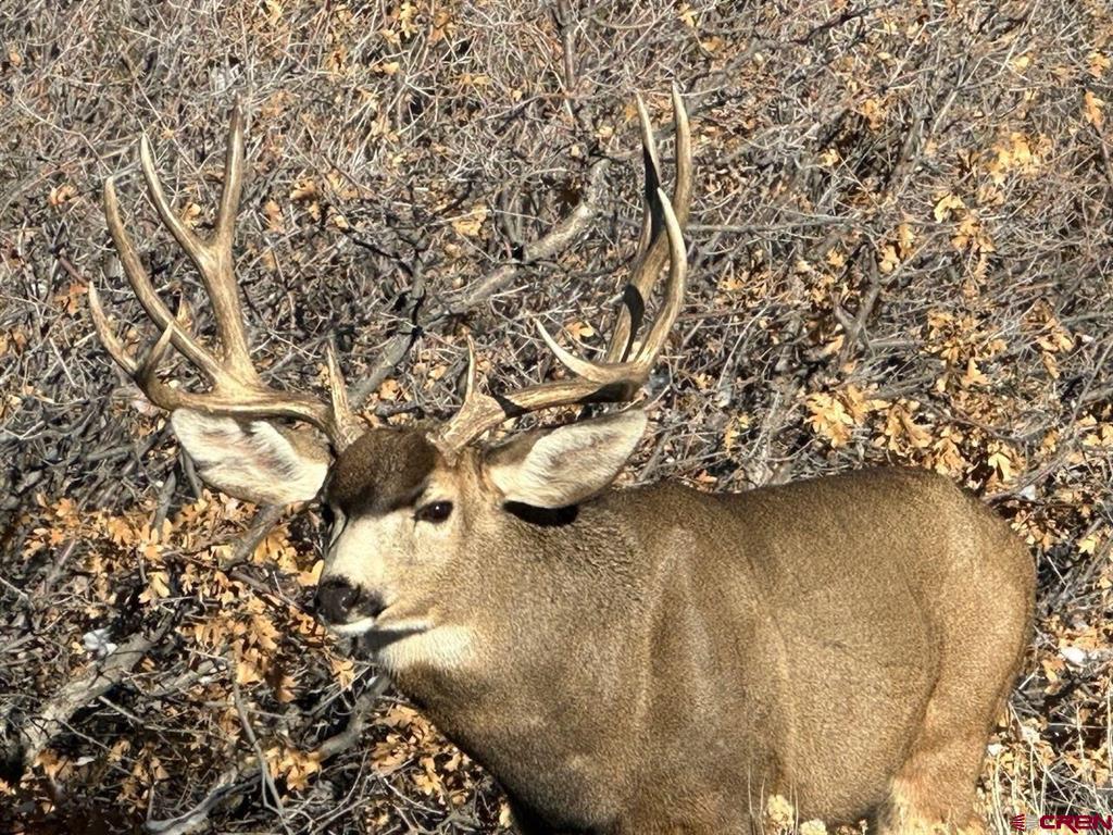 382 Sugar Bush & 1531 Sage Road Montrose CO 81403