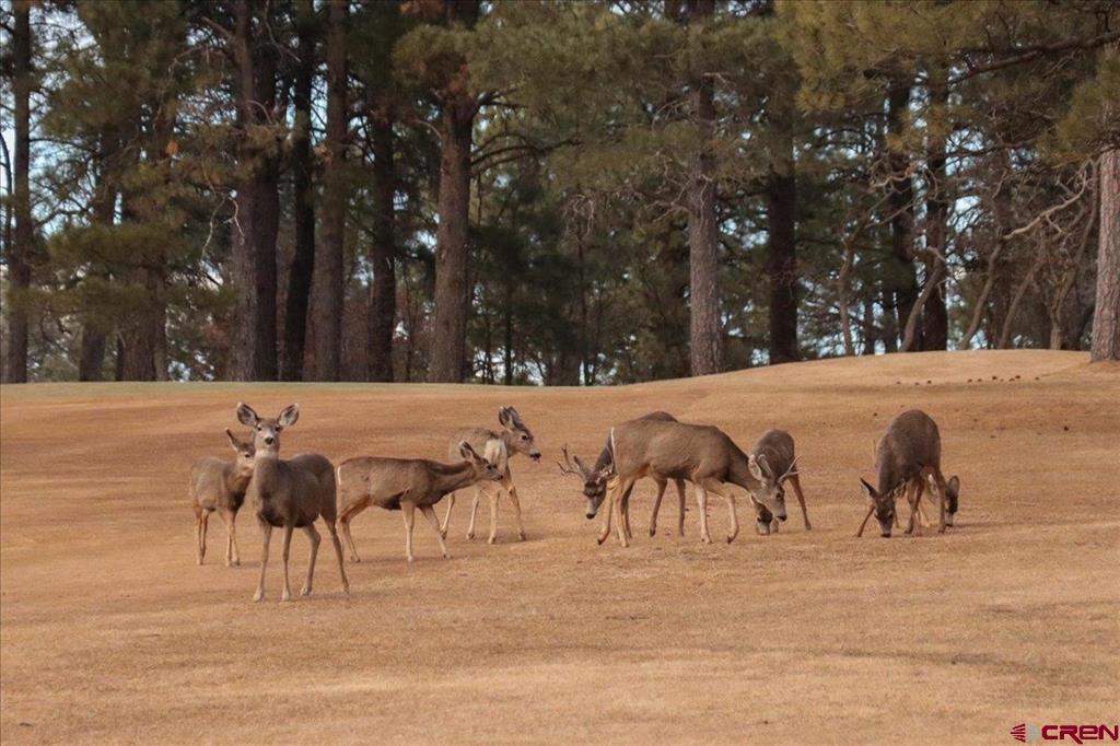 206 Pines Club Place Pagosa Springs CO 81147