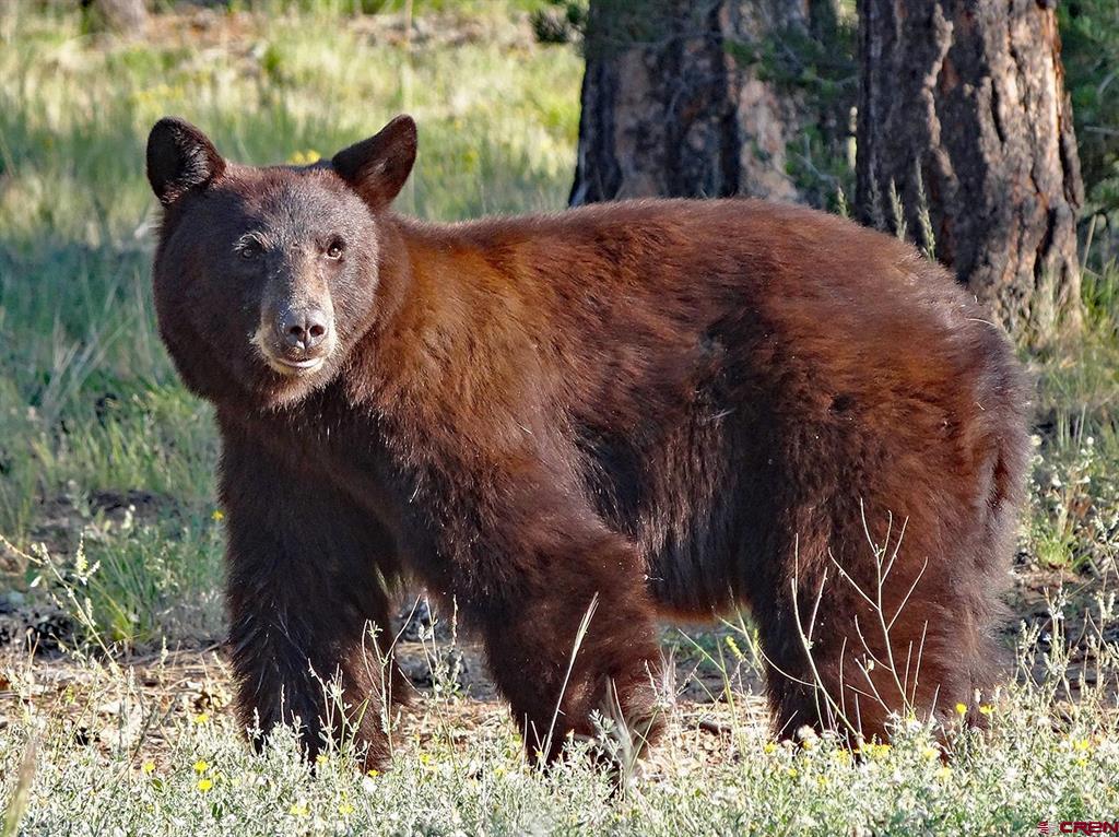 747 Marmot Drive Ridgway CO 81432