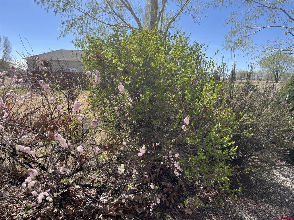 11623 Joyful Way Montrose CO 81401