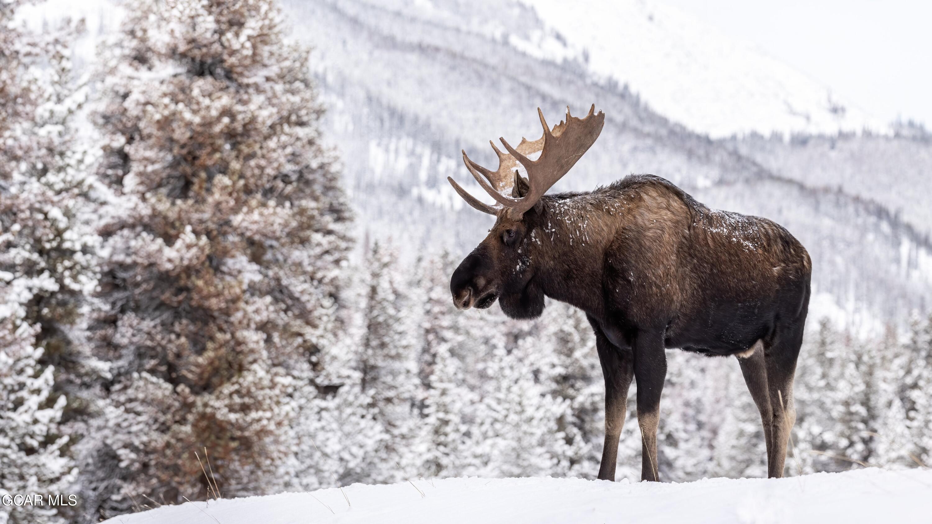46 E Viking Drive Winter Park CO 80482