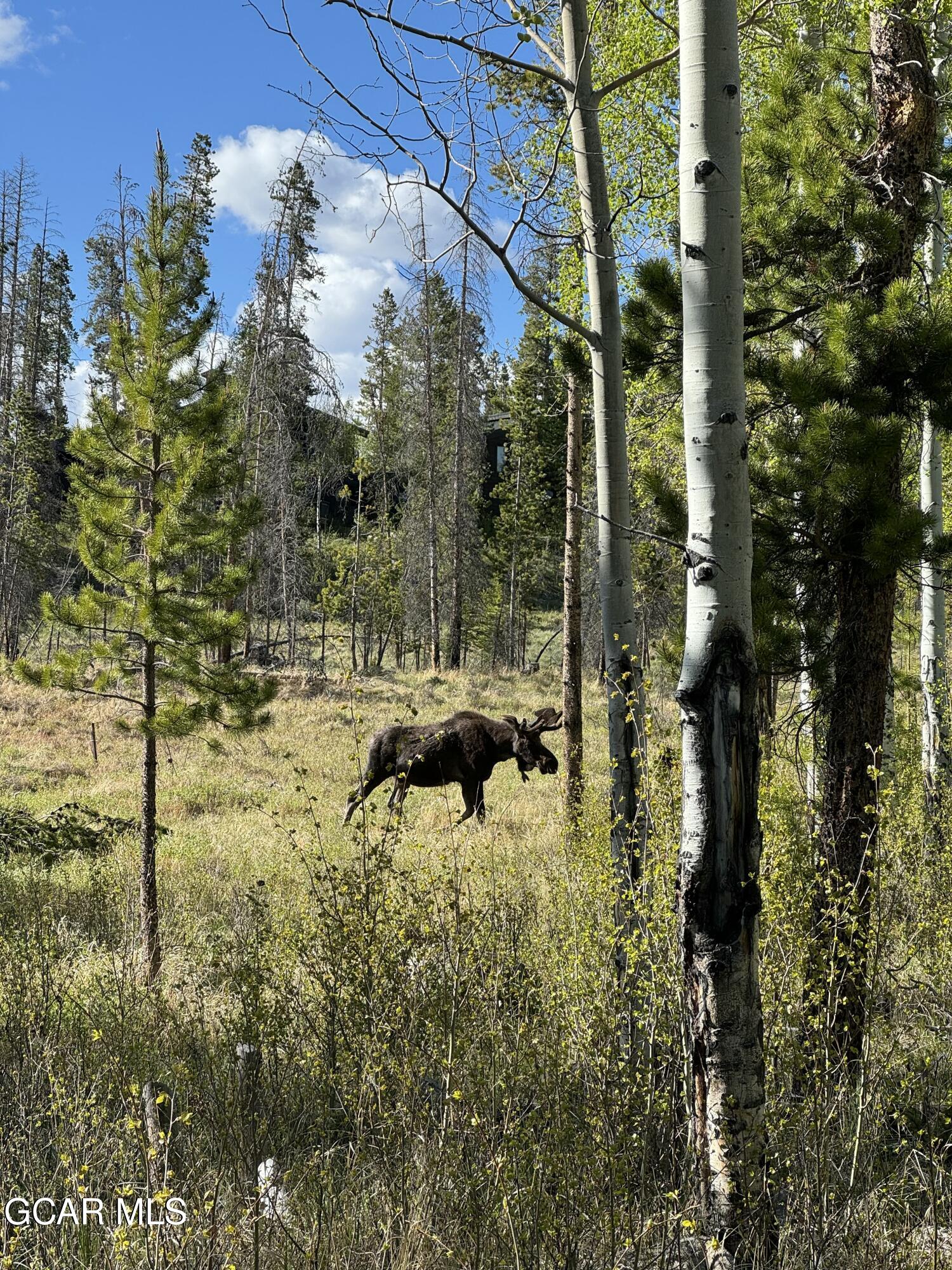 1384 GCR 494 Grand Lake CO 80447