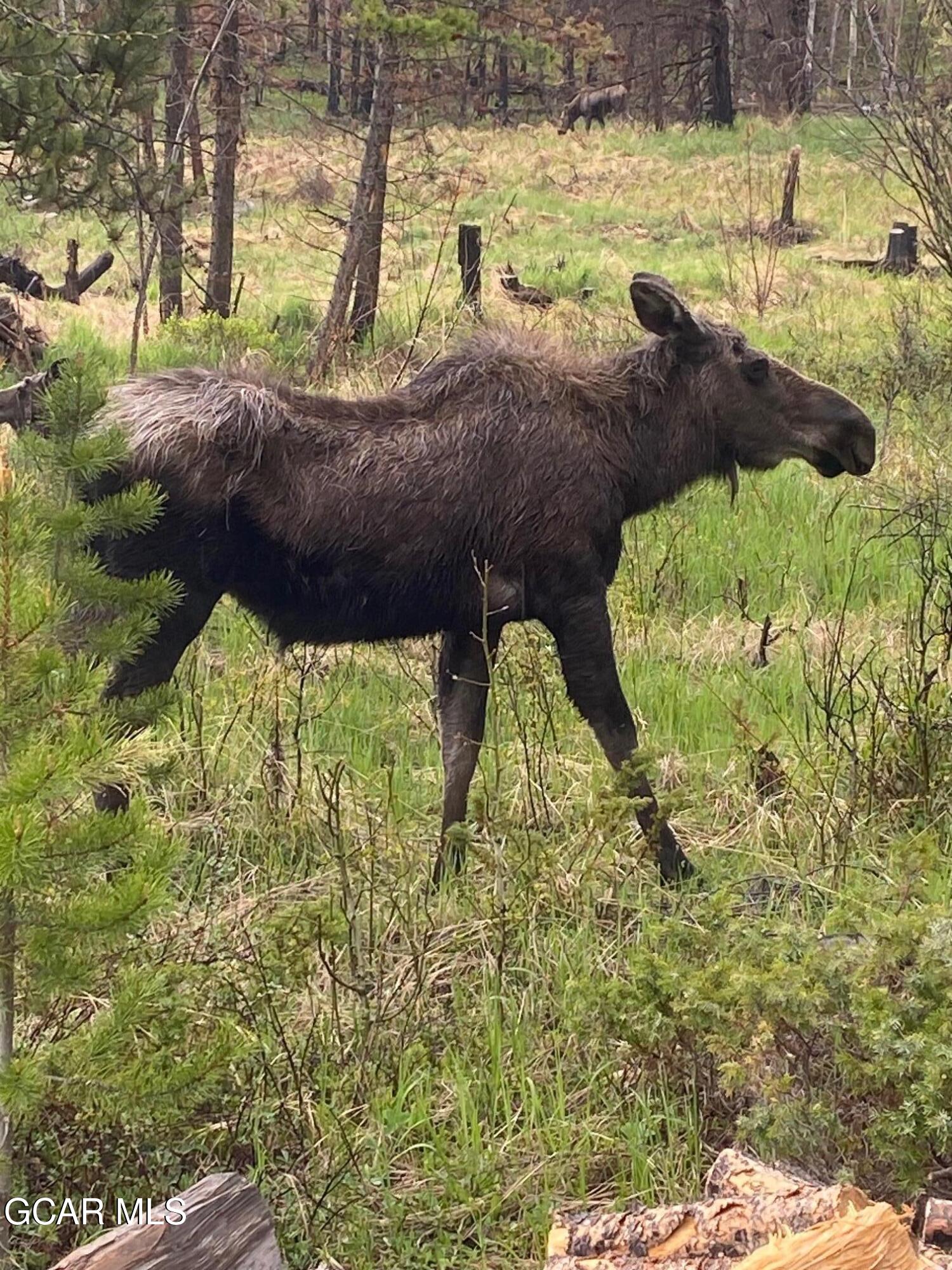 1384 GCR 494 Grand Lake CO 80447