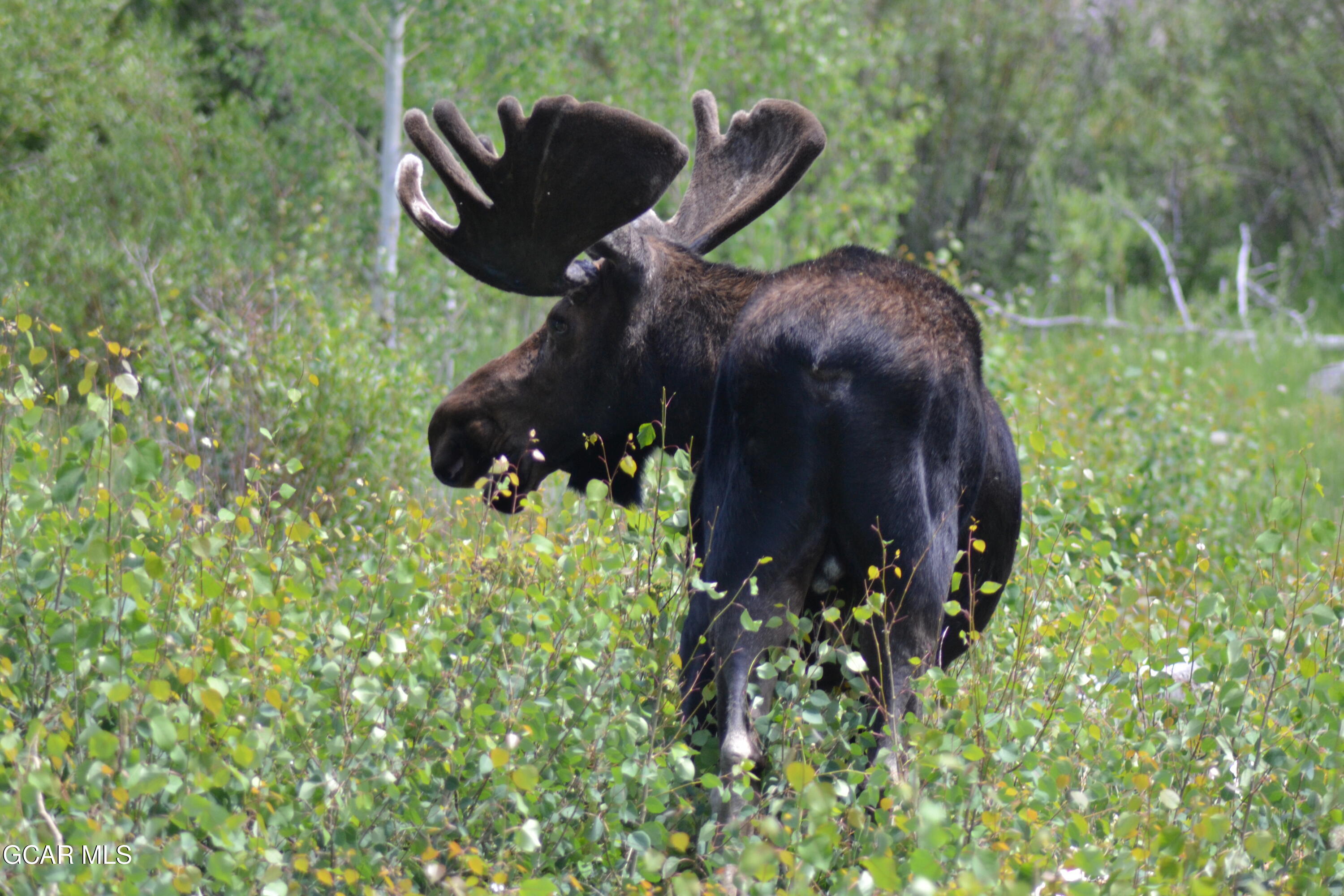 656 GCR 465 Grand Lake CO 80447