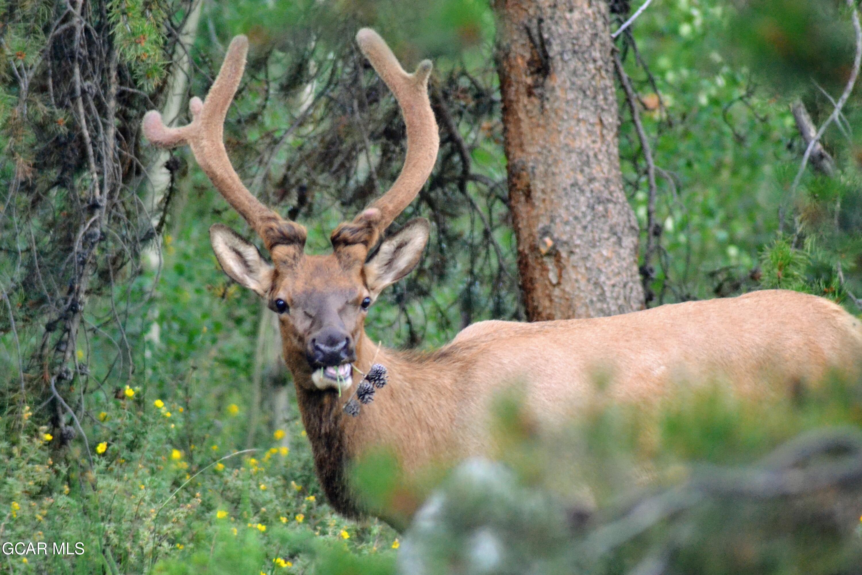 656 GCR 465 Grand Lake CO 80447