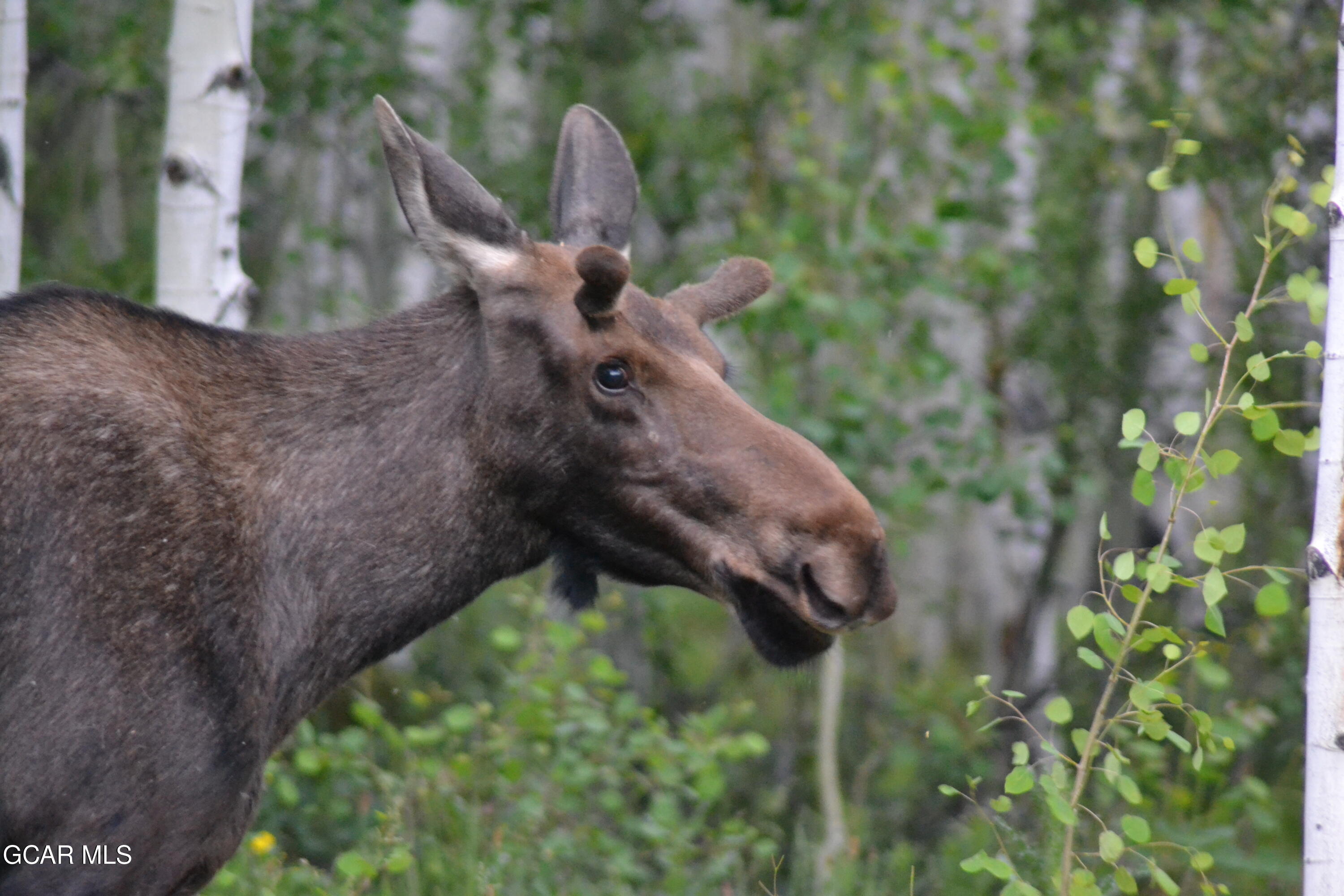 656 GCR 465 Grand Lake CO 80447