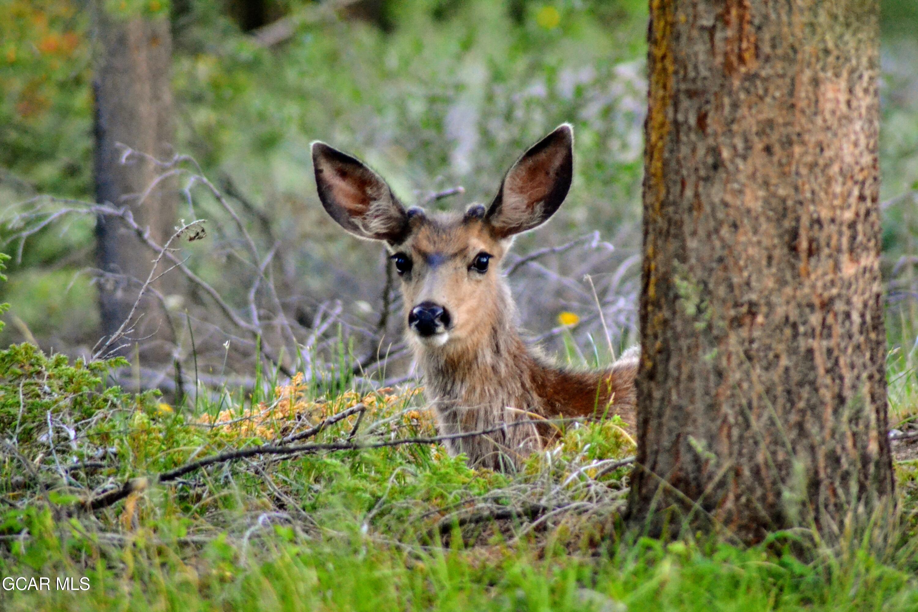 656 GCR 465 Grand Lake CO 80447
