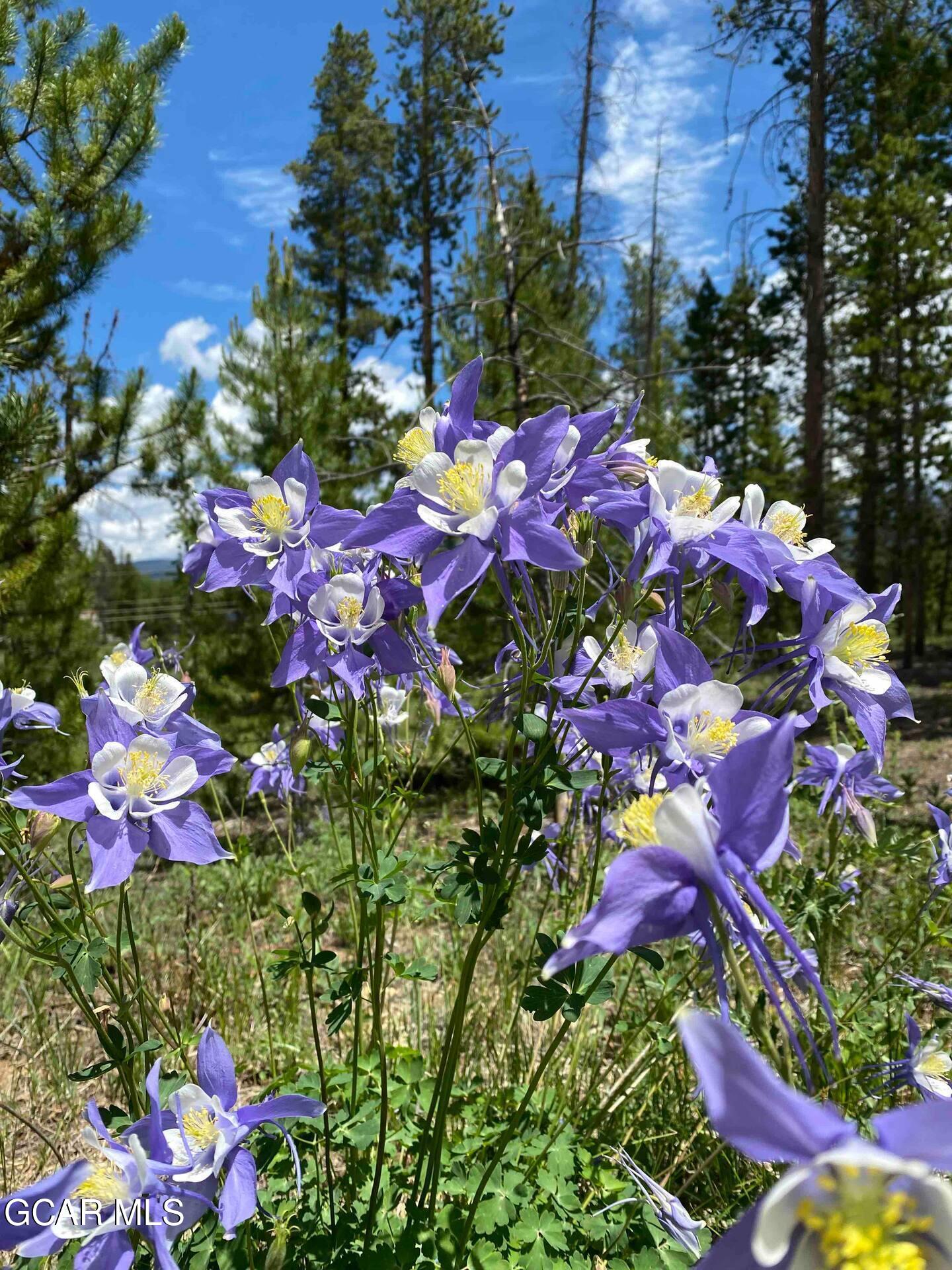 210 GCR 509 (aka Polar Bear Lane) Fraser CO 80442