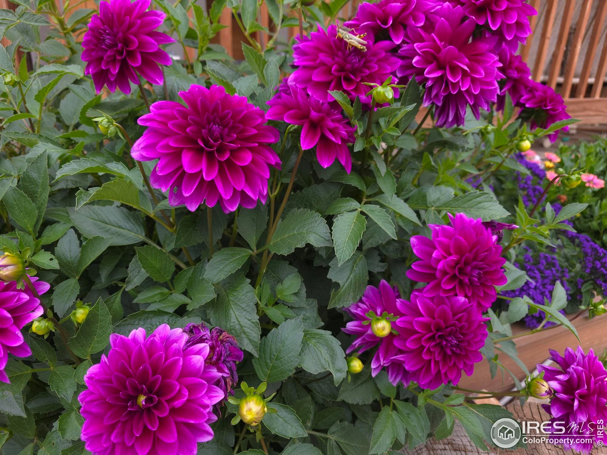 11090 Zion Longmont CO 80504