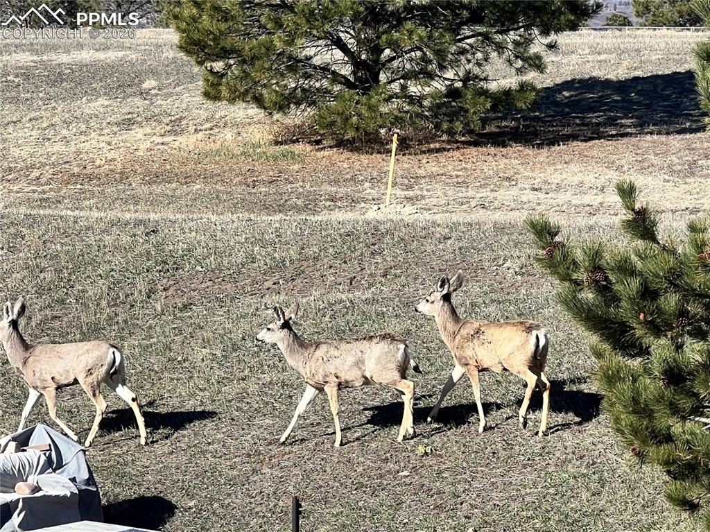 1682 Deer Creek Road Monument CO 80132