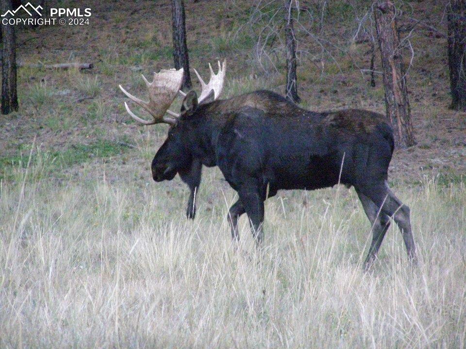 14691 Crooked Trail Road Woodland Park CO 80863