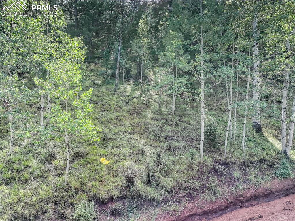 490 Willow Road Divide CO 80814