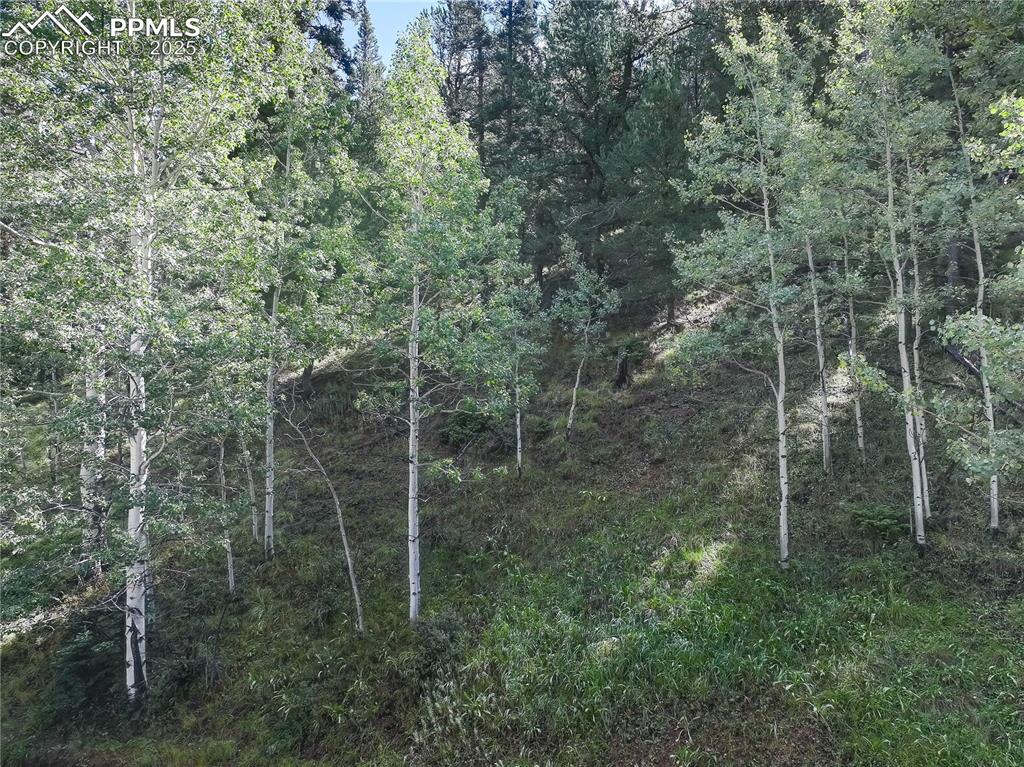 490 Willow Road Divide CO 80814