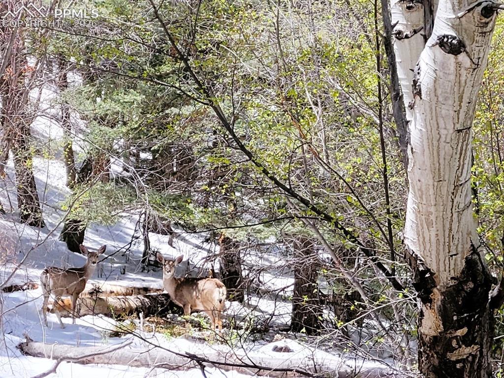 409 Wind Dancer Circle Florissant CO 80816