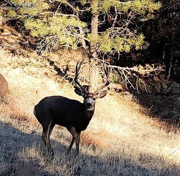 409 Wind Dancer Circle Florissant CO 80816