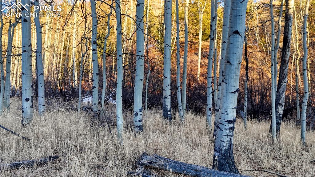 524 Buckhorn Road Cripple Creek CO 80813