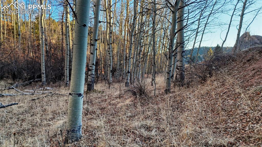 524 Buckhorn Road Cripple Creek CO 80813