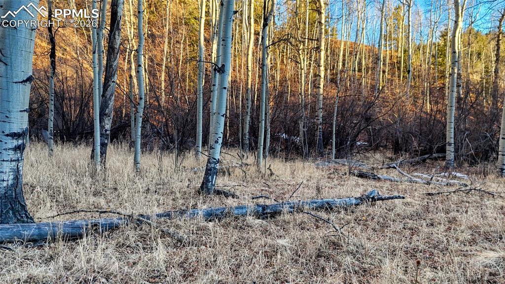 524 Buckhorn Road Cripple Creek CO 80813