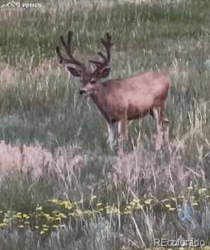 S Highway 83 Franktown CO 80116