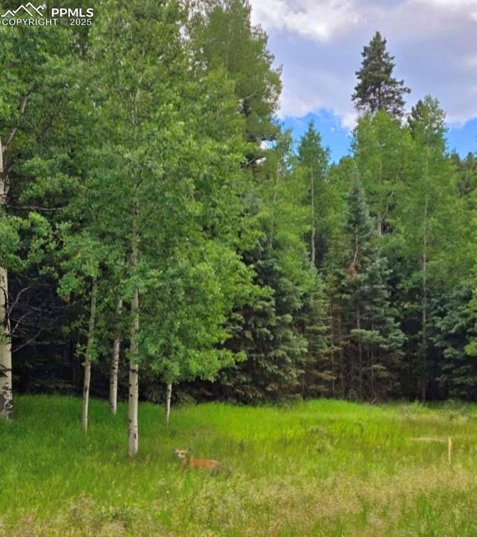 662 Spring Valley Lane Florissant CO 80816