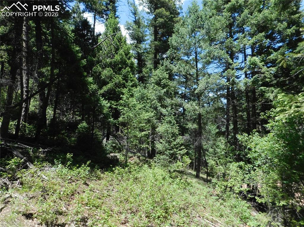 13175 Spruce Creek Circle Larkspur CO 80118