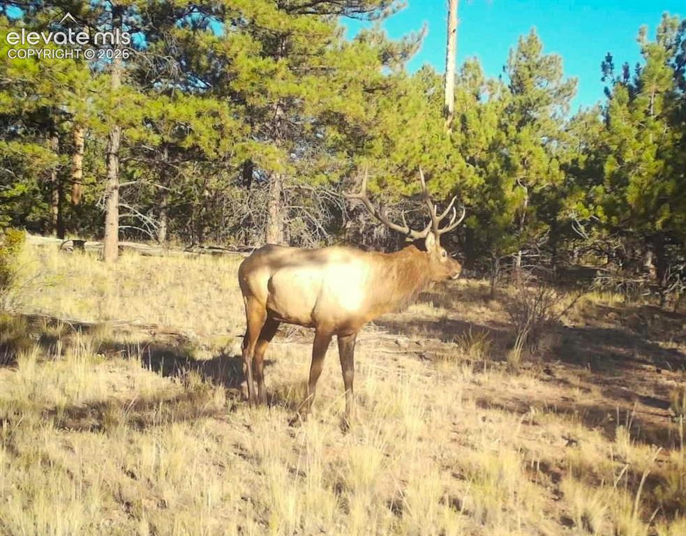 31572 Highway 9 Fairplay CO 80449