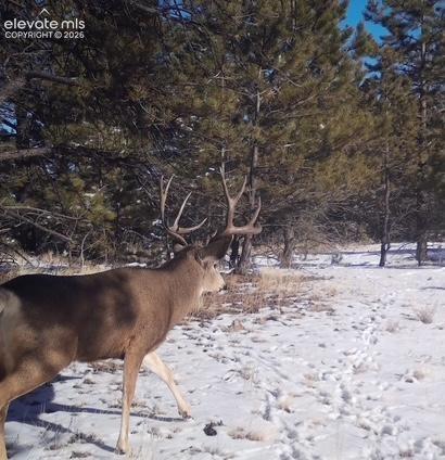 31572 Highway 9 Fairplay CO 80449