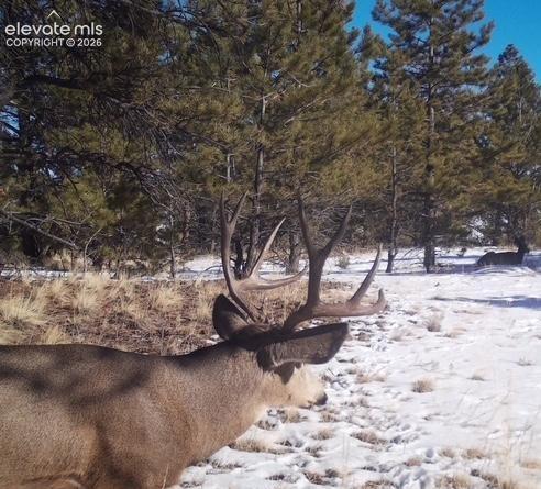 31572 Highway 9 Fairplay CO 80449