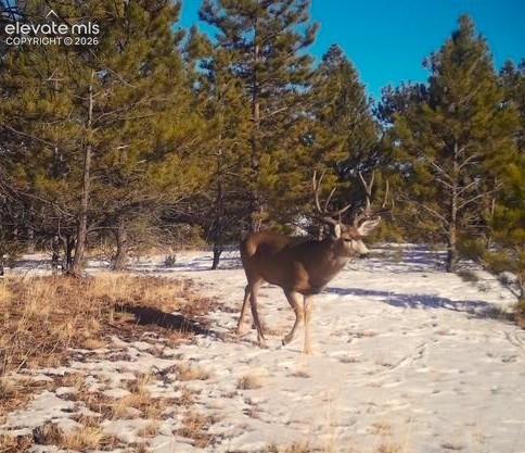 31572 Highway 9 Fairplay CO 80449