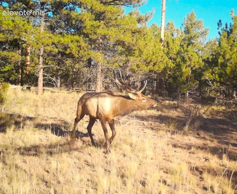 31572 Highway 9 Fairplay CO 80449