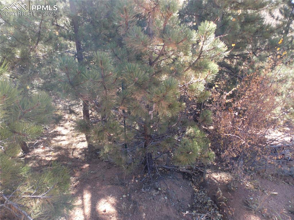 1944 May Queen Drive Cripple Creek CO 80813