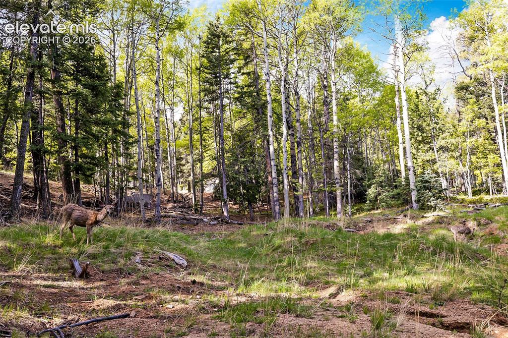 714 Will Stutley Drive Divide CO 80814