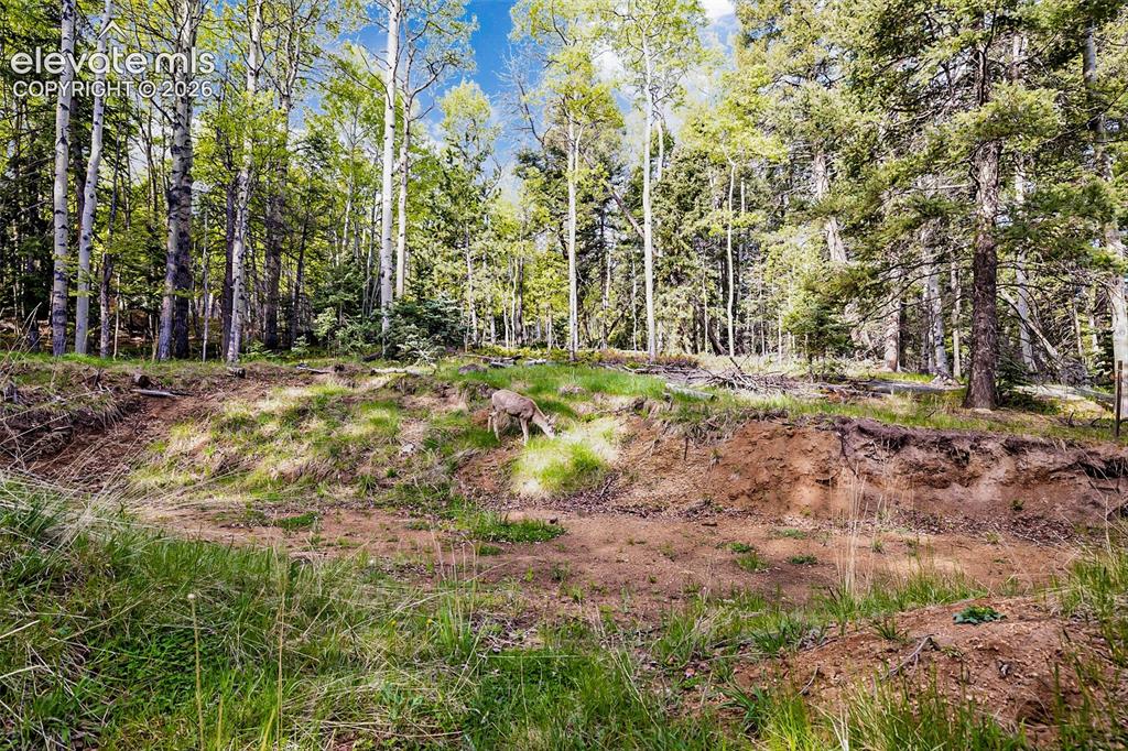 714 Will Stutley Drive Divide CO 80814