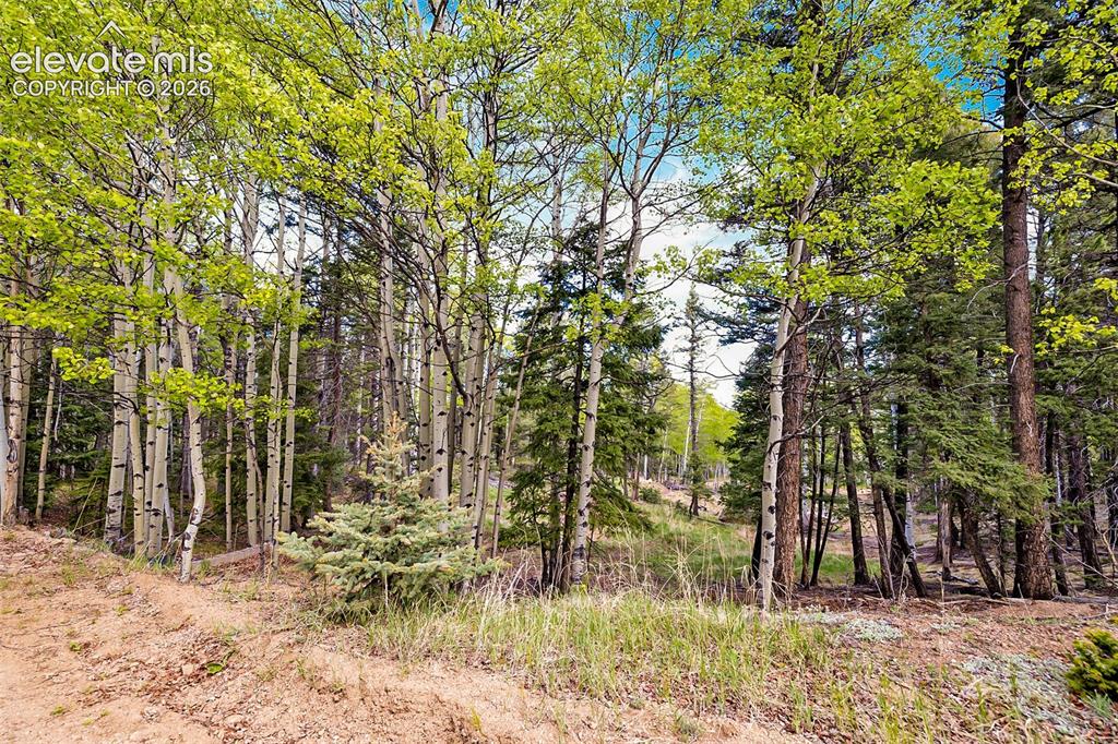 714 Will Stutley Drive Divide CO 80814